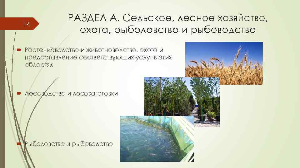 14 РАЗДЕЛ A. Сельское, лесное хозяйство, охота, рыболовство и рыбоводство Растениеводство и животноводство, охота