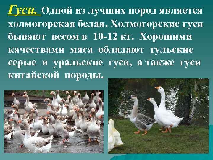 Гуси. Одной из лучших пород является холмогорская белая. Холмогорские гуси бывают весом в 10
