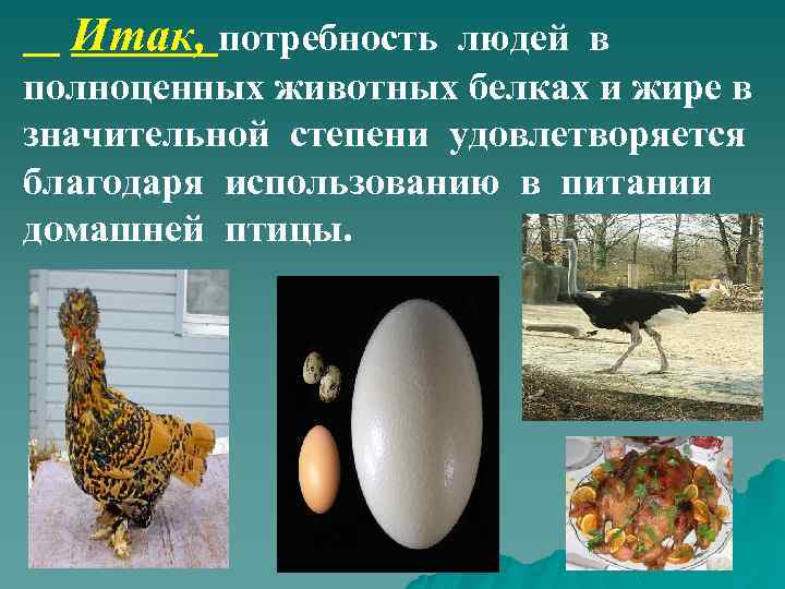 Итак, потребность людей в полноценных животных белках и жире в значительной степени удовлетворяется благодаря