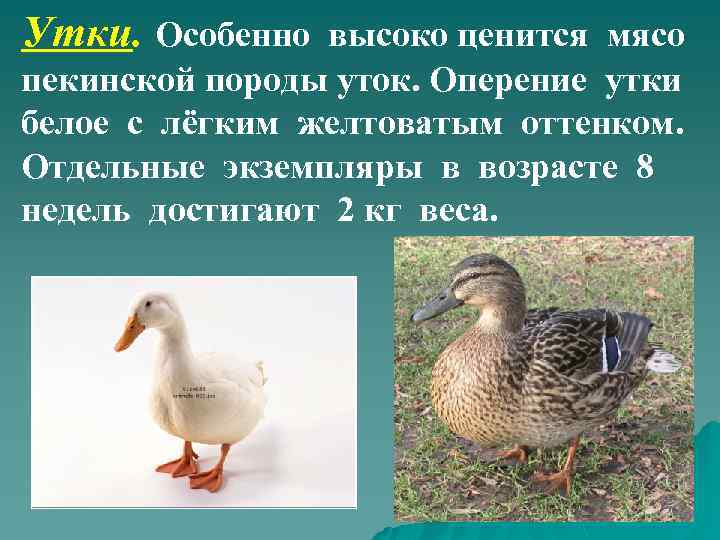 Утки. Особенно высоко ценится мясо пекинской породы уток. Оперение утки белое с лёгким желтоватым