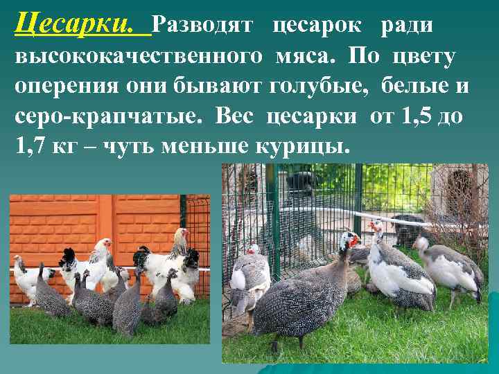 Цесарки. Разводят цесарок ради высококачественного мяса. По цвету оперения они бывают голубые, белые и