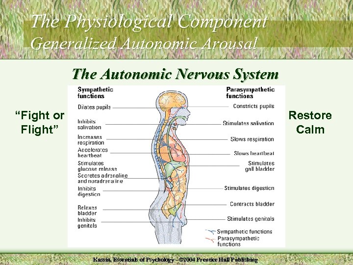 The Physiological Component Generalized Autonomic Arousal The Autonomic Nervous System “Fight or Flight” Restore