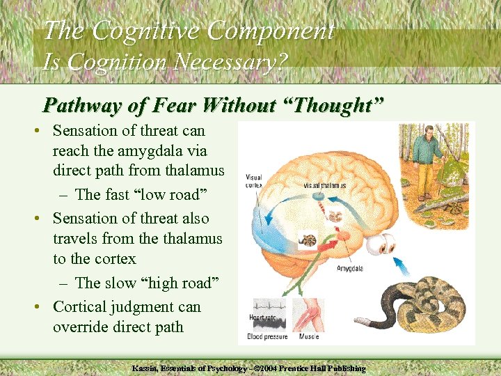 The Cognitive Component Is Cognition Necessary? Pathway of Fear Without “Thought” • Sensation of