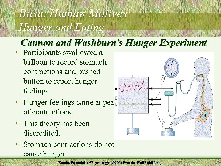 Basic Human Motives Hunger and Eating Cannon and Washburn's Hunger Experiment • Participants swallowed