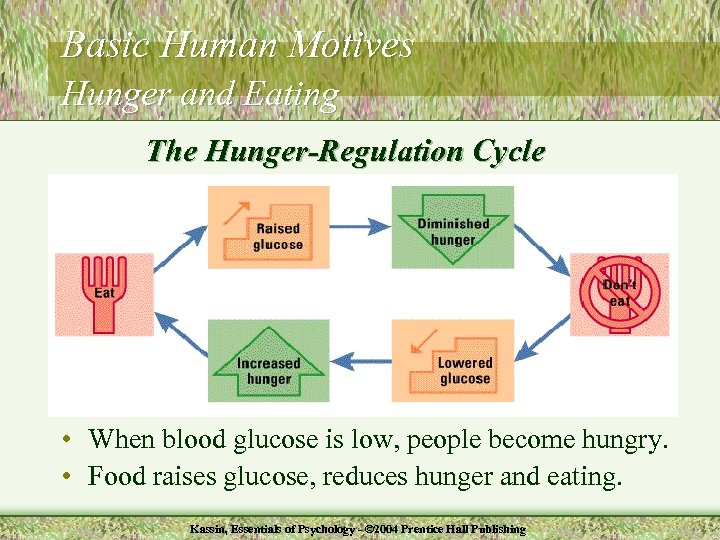 Basic Human Motives Hunger and Eating The Hunger-Regulation Cycle • When blood glucose is