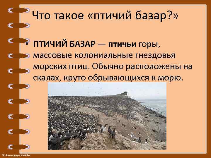 Что такое «птичий базар? » • ПТИЧИЙ БАЗАР — птичьи горы, массовые колониальные гнездовья