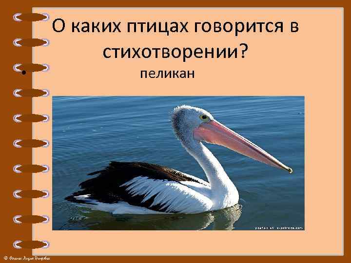 О каких птицах говорится в стихотворении? • пеликан © Фокина Лидия Петровна 