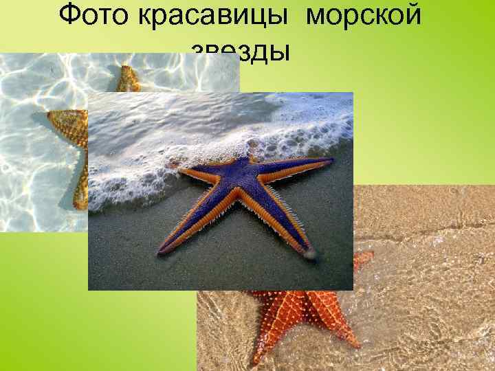 Фото красавицы морской звезды 