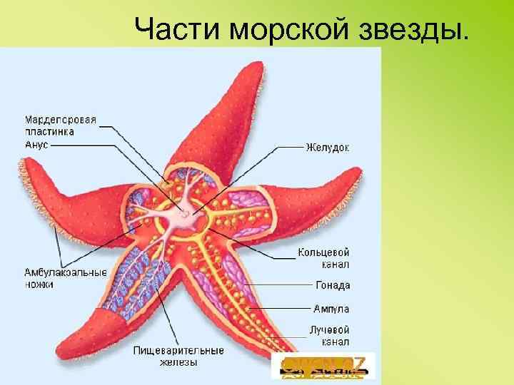 Части морской звезды. 