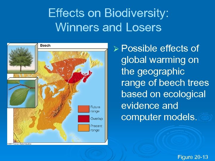 Effects on Biodiversity: Winners and Losers Ø Possible effects of global warming on the