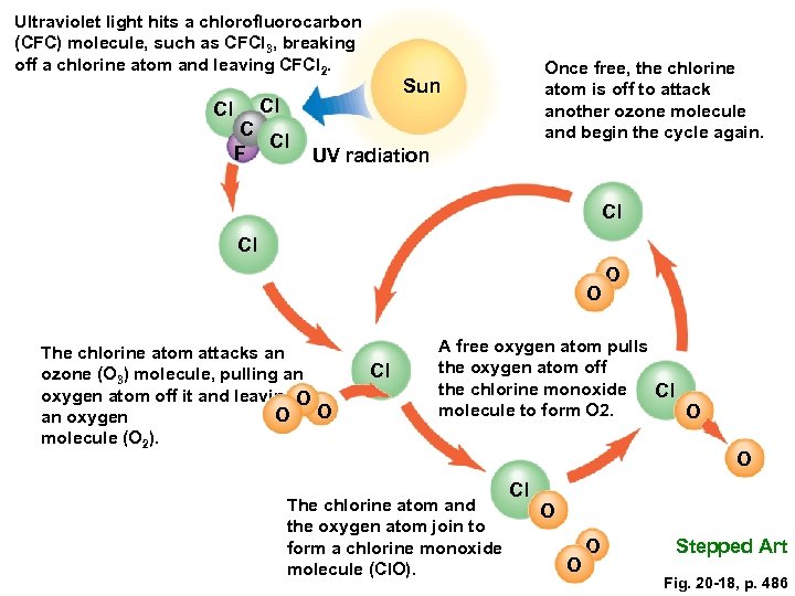 Ultraviolet light hits a chlorofluorocarbon (CFC) molecule, such as CFCl 3, breaking off a