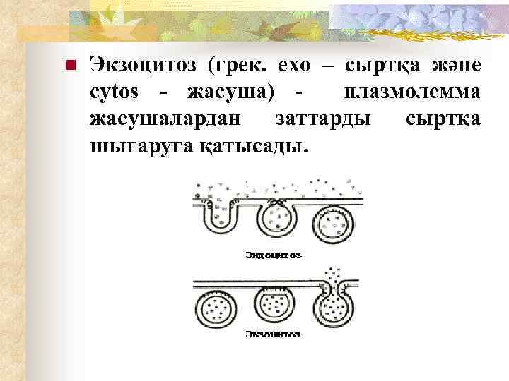 n Экзоцитоз (грек. ехо – сыртқа және cytos - жасуша) - плазмолемма жасушалардан заттарды