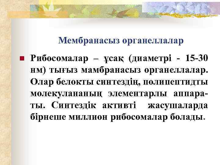  Мембранасыз органеллалар n Рибосомалар – ұсақ (диаметрі - 15 -30 нм) тығыз мамбранасыз