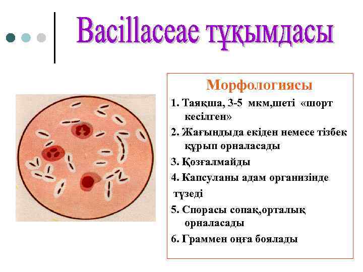 Морфологиясы 1. Таяқша, 3 -5 мкм, шеті «шорт кесілген» 2. Жағындыда екіден немесе тізбек