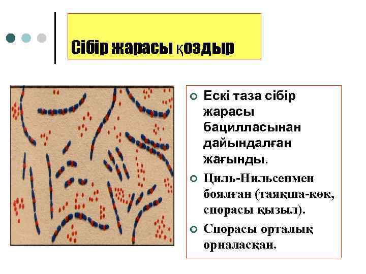 Сібір жарасы қоздыр ¢ ¢ ¢ Ескі таза сібір жарасы бацилласынан дайындалған жағынды. Циль-Нильсенмен
