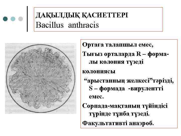 ДАҚЫЛДЫҚ ҚАСИЕТТЕРІ Bacillus anthracis Ортаға талапшыл емес, Тығыз орталарда R – формалы колония түзеді