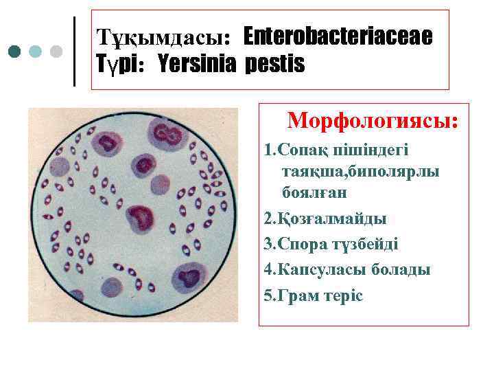 Тұқымдасы: Enterobacteriaceae Түрі: Yersinia pestis Морфологиясы: 1. Сопақ пішіндегі таяқша, биполярлы боялған 2. Қозғалмайды