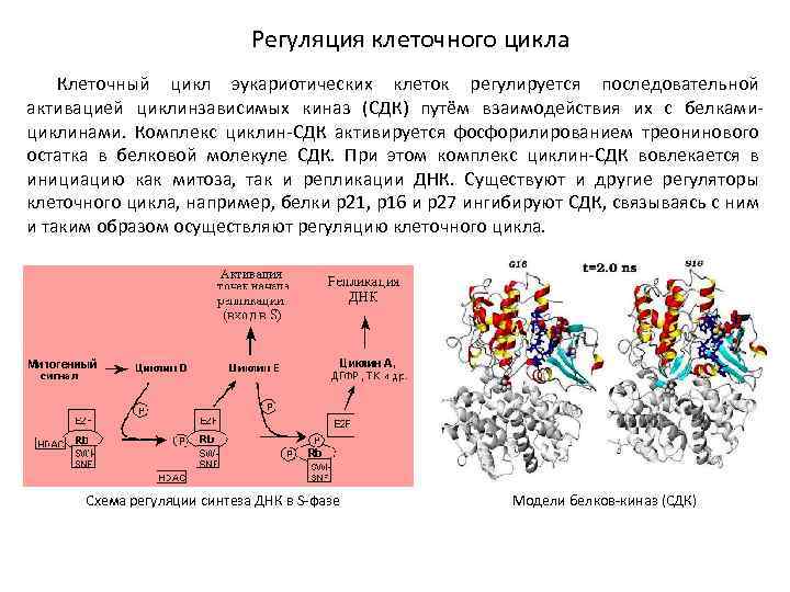 Регуляция клеток. Регуляция клеточного цикла схема. Регуляция клеточной пролиферации. Регуляция клеточного цикла: циклинзависимые киназы; сигнальные пути,. В клеточном цикле репликация ДНК происходит.