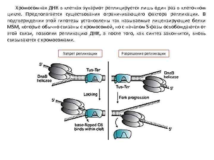 Хромосомная ДНК в клетках эукариот реплицируется лишь один раз в клеточном цикле. Предполагается существования