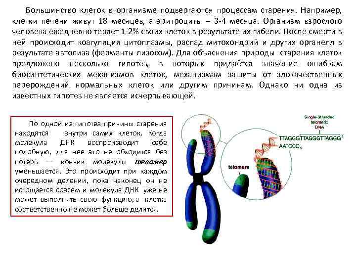 Большинство клеток в организме подвергаются процессам старения. Например, клетки печени живут 18 месяцев, а