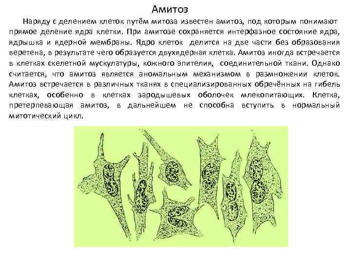 Амитоз Наряду с делением клеток путём митоза известен амитоз, под которым понимают прямое деление