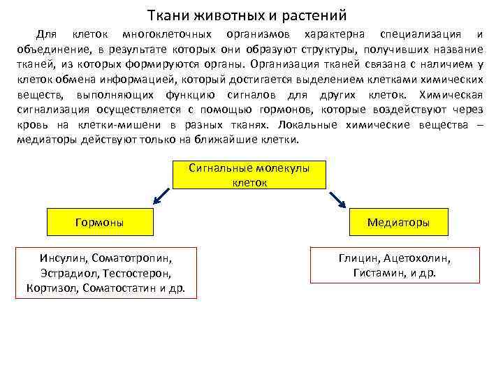 Ткани животных и растений Для клеток многоклеточных организмов характерна специализация и объединение, в результате