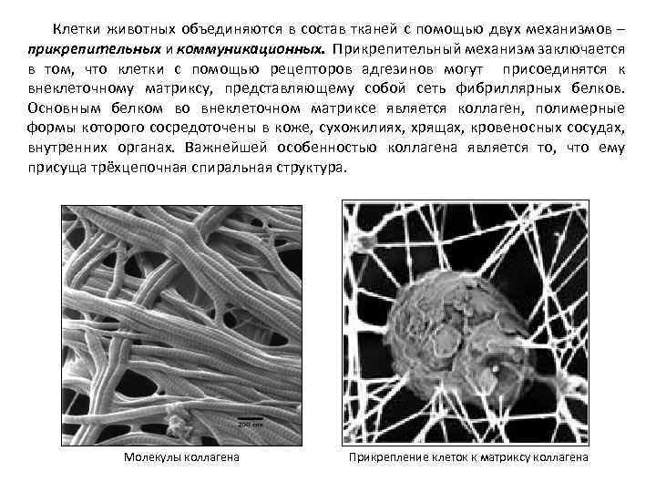 Клетки животных объединяются в состав тканей с помощью двух механизмов – прикрепительных и коммуникационных.