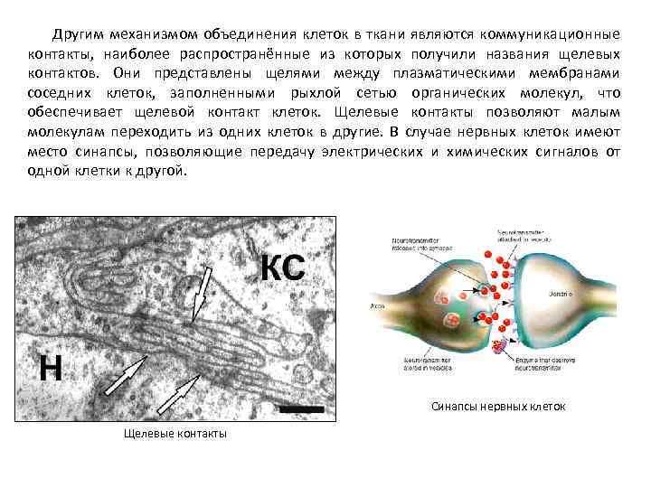 Другим механизмом объединения клеток в ткани являются коммуникационные контакты, наиболее распространённые из которых получили