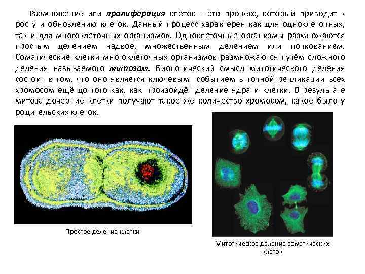 Размножение или пролиферация клеток – это процесс, который приводит к росту и обновлению клеток.