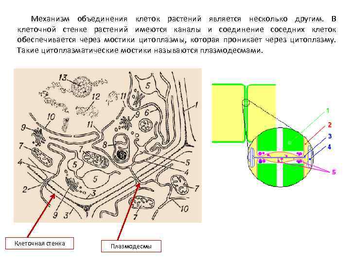 Механизм объединения клеток растений является несколько другим. В клеточной стенке растений имеются каналы и