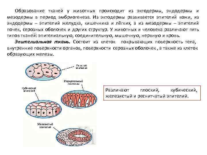 Образование тканей у животных происходит из эктодермы, эндодермы и мезодермы в период эмбриогенеза. Из