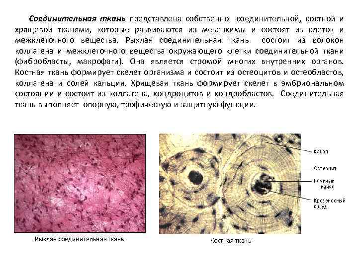 Соединительная ткань представлена собственно соединительной, костной и хрящевой тканями, которые развиваются из мезенхимы и