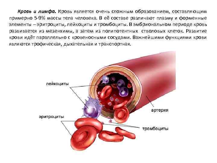 Кровь и лимфа. Кровь является очень сложным образованием, составляющим примерно 5 -9% массы тела