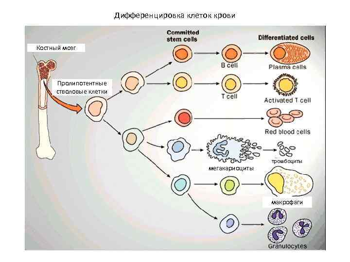Дифференцировка клеток крови Костный мозг Пролипотентные стволовые клетки мегакариоциты тромбоциты макрофаги 