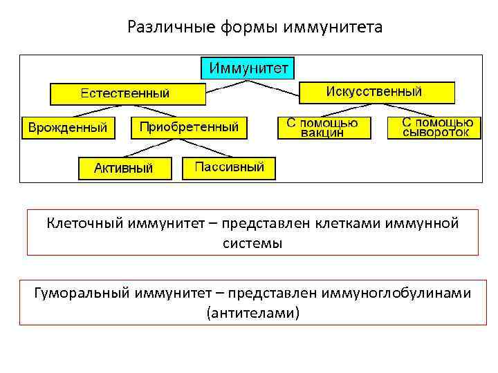 Различные формы иммунитета Клеточный иммунитет – представлен клетками иммунной системы Гуморальный иммунитет – представлен