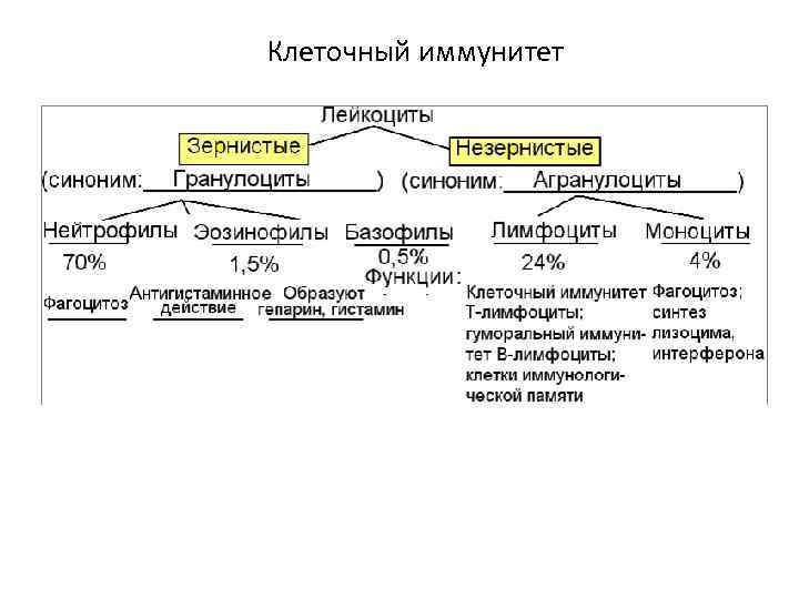 Клеточный иммунитет 