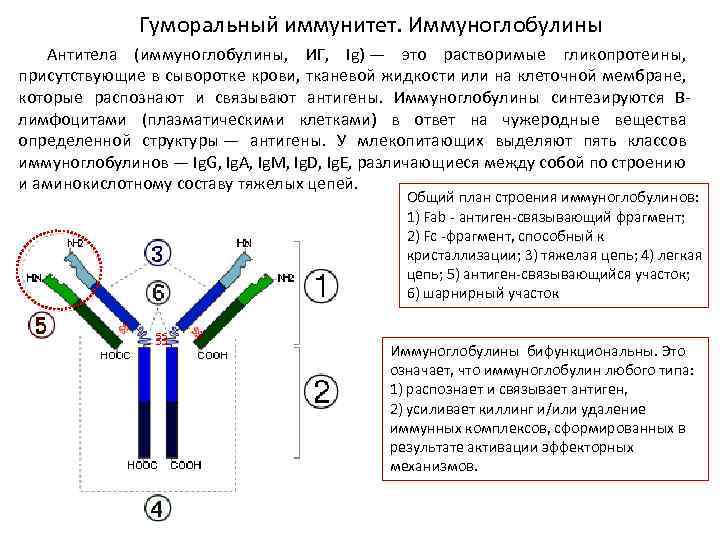 Гуморальный иммунитет. Иммуноглобулины Антитела (иммуноглобулины, ИГ, Ig) — это растворимые гликопротеины, присутствующие в сыворотке