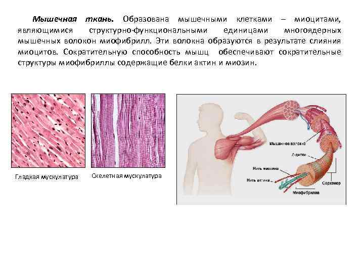 Мышечная ткань. Образована мышечными клетками – миоцитами, являющимися структурно-функциональными единицами многоядерных мышечных волокон миофибрилл.