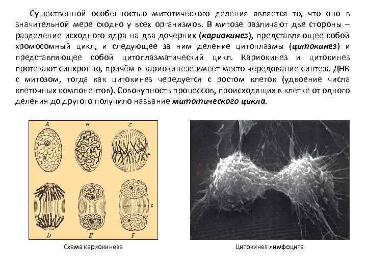 Размножение тканей. Митотическое деление. Особенности митотического деления. Митотическое деление характеристика. Митотические размножение особенности.