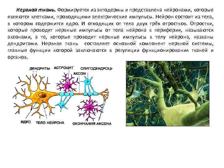 Нервная ткань. Формируется из эктодермы и представлена нейронами, которые являются клетками, проводящими электрические импульсы.