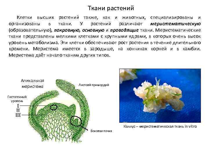 Ткани растений Клетки высших растений также, как и животных, специализированы и организованы в ткани.