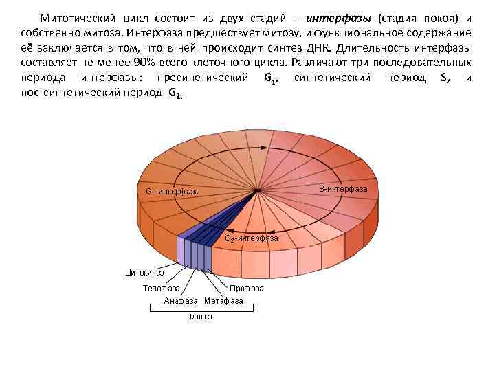 Митотический цикл клетки. Митотический цикл клетки схема. Митотический цикл интерфаза. Из каких периодов состоит митотический цикл дать характеристику. Методический цикл клетки.
