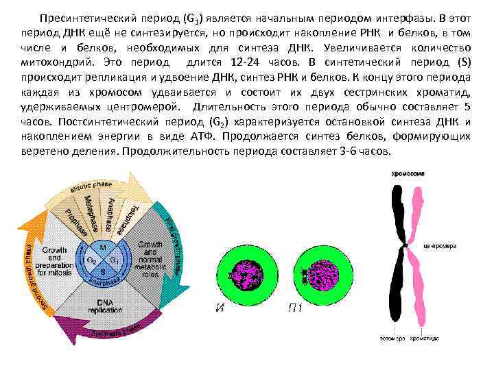 Пресинтетический период (G 1) является начальным периодом интерфазы. В этот период ДНК ещё не