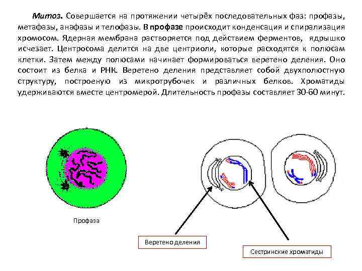 Митоз. Совершается на протяжении четырёх последовательных фаз: профазы, метафазы, анафазы и телофазы. В профазе