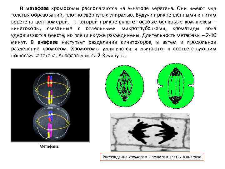 В метафазе хромосомы располагаются на экваторе веретена. Они имеют вид толстых образований, плотно свёрнутых