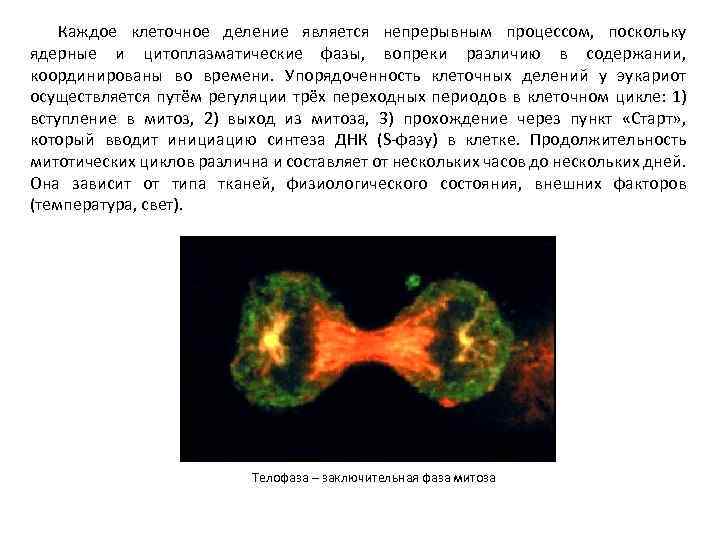 Каждое клеточное деление является непрерывным процессом, поскольку ядерные и цитоплазматические фазы, вопреки различию в