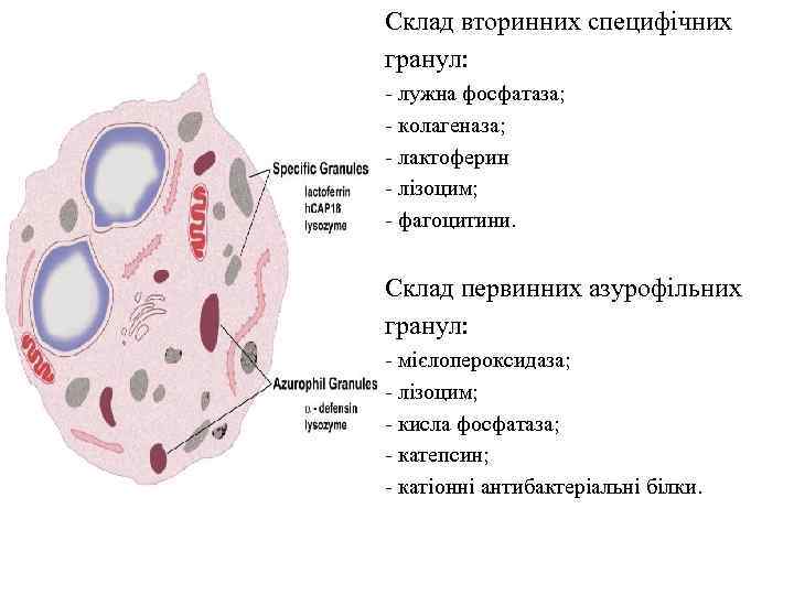 Склад вторинних специфічних гранул: - лужна фосфатаза; - колагеназа; - лактоферин - лізоцим; -