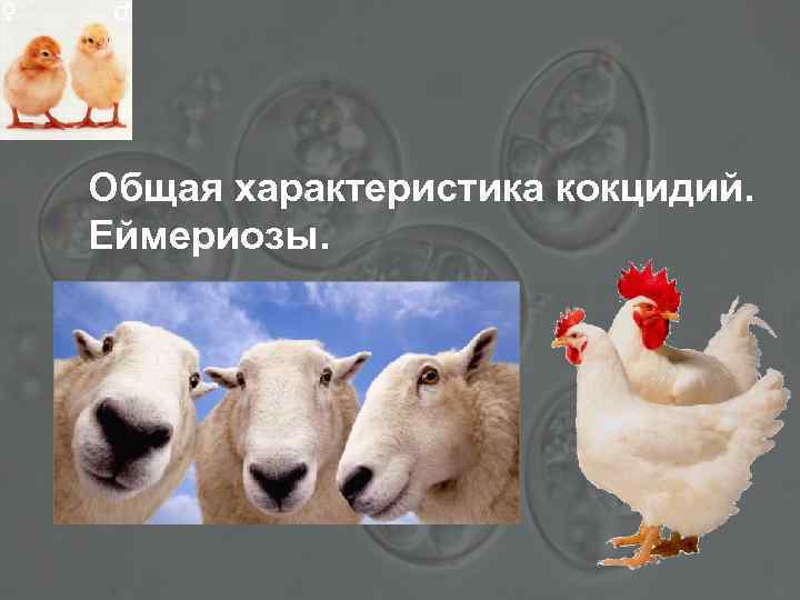 Общая характеристика кокцидий. Еймериозы. 