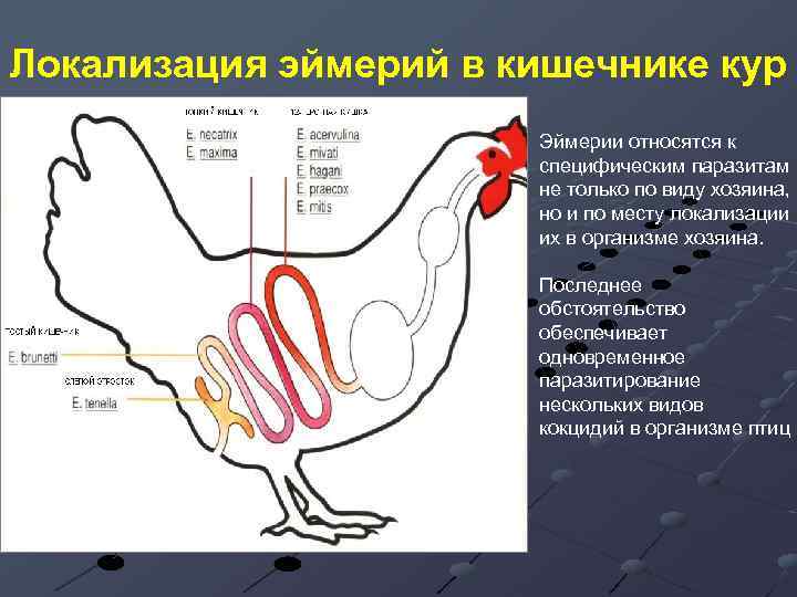 Локализация эймерий в кишечнике кур Эймерии относятся к специфическим паразитам не только по виду