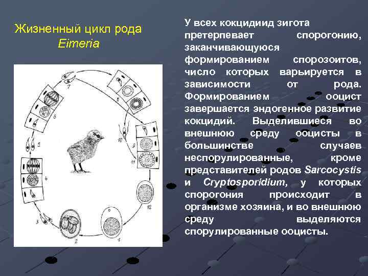 Жизненный цикл рода Eimeria У всех кокцидиид зигота претерпевает спорогонию, заканчивающуюся формированием спорозоитов, число